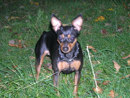 Zwergpinscher Das ist PÃ¼ppi