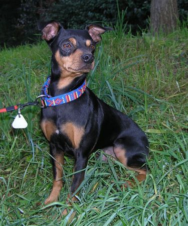 Zwergpinscher Das ist Diesel