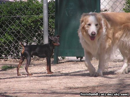 Zwergpinscher snoopy der große angeber