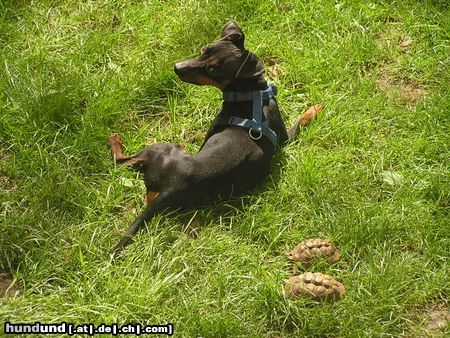 Zwergpinscher meine schildkröten