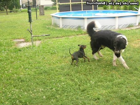 Zwergpinscher ich schlage auch die größten Hunde in die Flucht 