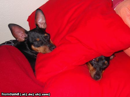 Zwergpinscher Lucky und Sunny