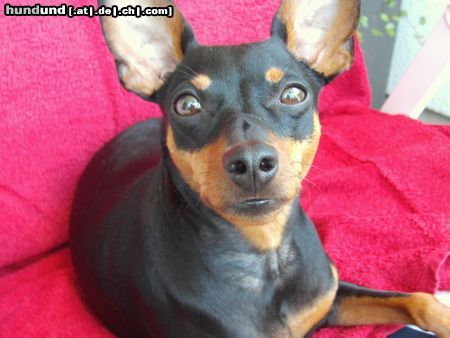 Zwergpinscher Lucky