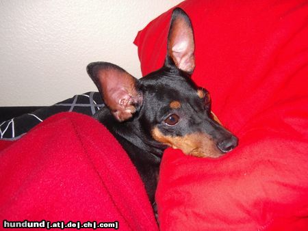 Zwergpinscher Lucky 