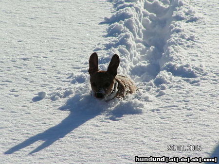 Zwergpinscher Rocky im Schnee