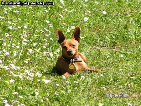 Zwergpinscher Rocky im Frühling