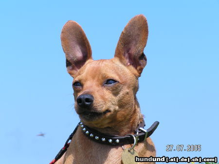 Zwergpinscher Rocky 