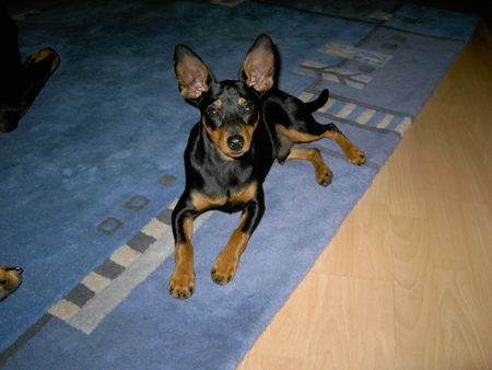 Zwergpinscher AYK 