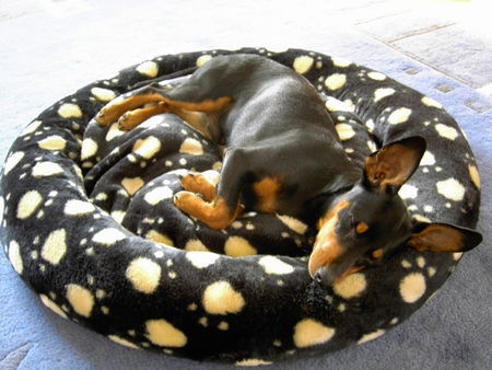 Zwergpinscher AYK 