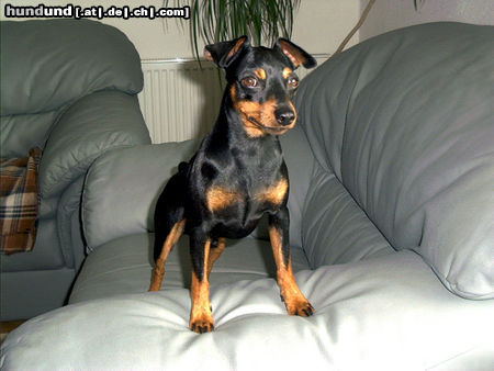 Zwergpinscher Bafi 2 Jahre