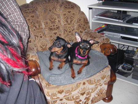 Zwergpinscher Lucky und Sunny