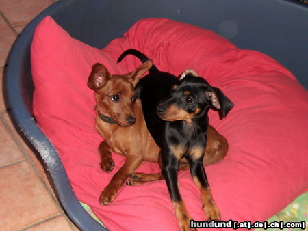 Zwergpinscher Die beiden Babychampionaten !!!!!!!!!!!!