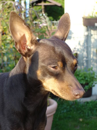 Zwergpinscher Tikanti