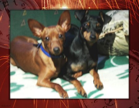 Zwergpinscher Ehepaar Emma und Tristan!