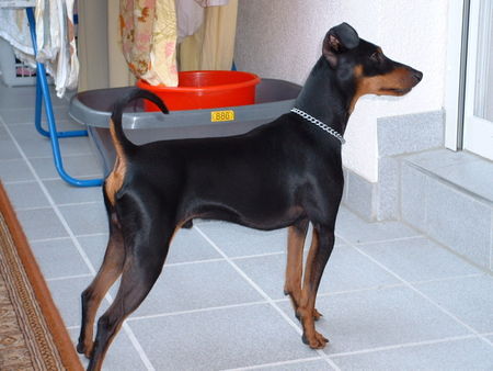 Zwergpinscher Ares aus villach