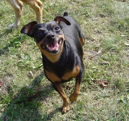 Zwergpinscher Das ist mein 