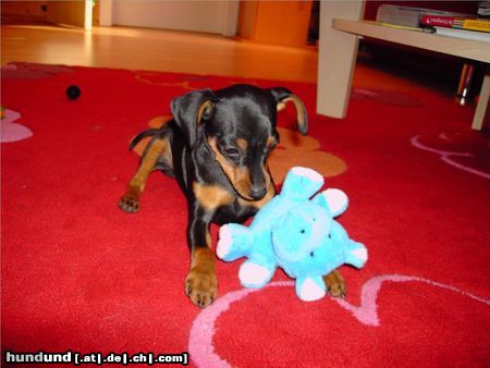 Zwergpinscher aphrodite mit 12 wochen