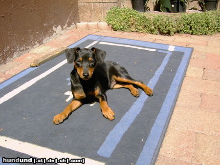 Zwergpinscher Ayk