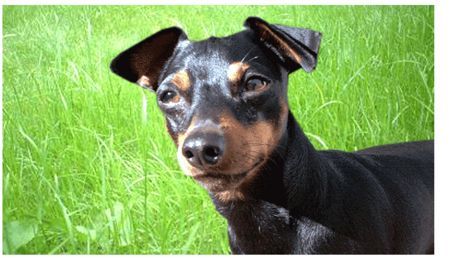 Zwergpinscher Der Bafi (2 Jahre alt)