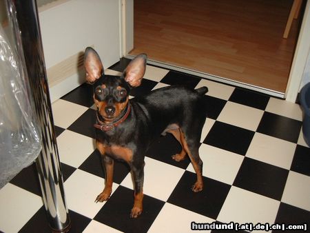 Zwergpinscher Lucky