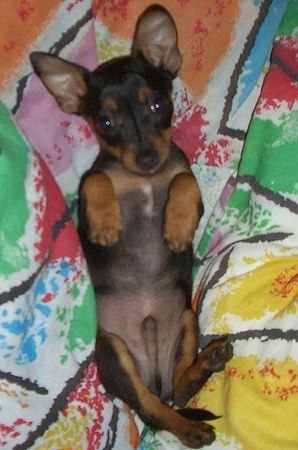 Zwergpinscher