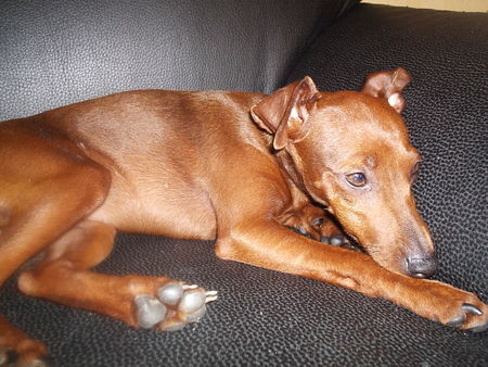 Zwergpinscher Unsere Daisy