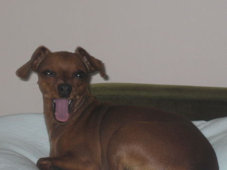 Zwergpinscher