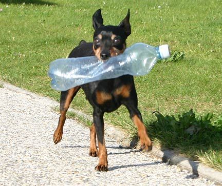 Zwergpinscher Asko v. Kösslbachtal unser Ältester