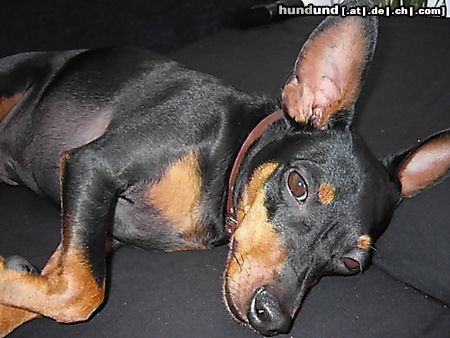 Zwergpinscher Lucky