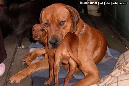 Zwergpinscher Kuscheln mit Rudelmitglied RR Bantou