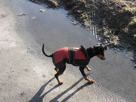 Zwergpinscher Emma, intern. erfolgreiche Hündin!