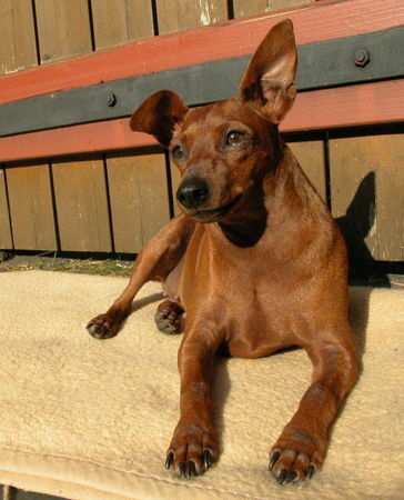 Zwergpinscher Traumquille