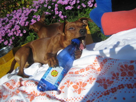 Zwergpinscher gismo