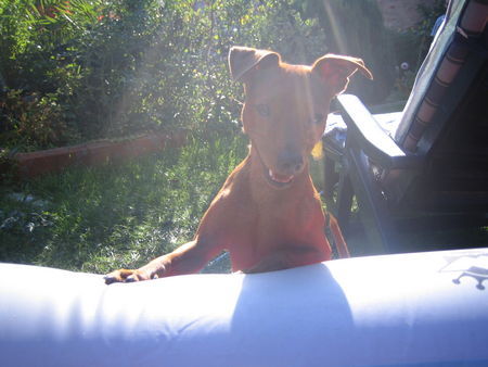 Zwergpinscher gismo