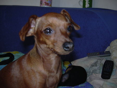 Zwergpinscher