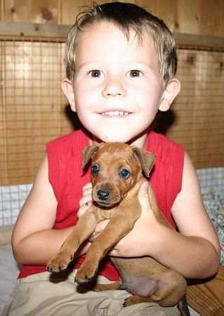 Zwergpinscher Marcel und Milan vom Camp Achensee