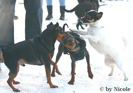 Zwergpinscher Nico, Snoopy und Jana