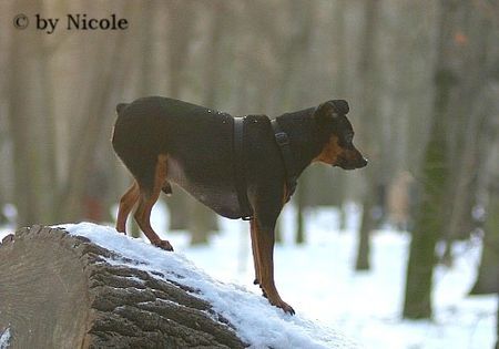 Zwergpinscher Nico - Prater 15.01.06