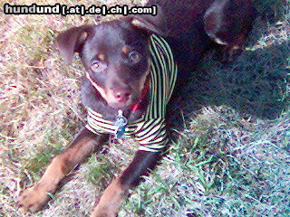 Zwergpinscher Mr. PaRo...2