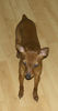 Zwergpinscher Hund