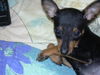 Zwergpinscher Hund