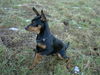 Zwergpinscher Hund