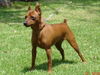 Zwergpinscher Hund