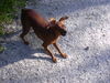 Zwergpinscher Hund