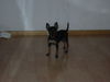 Zwergpinscher Hund