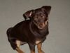 Zwergpinscher Hund