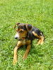 Zwergpinscher Hund