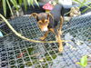 Zwergpinscher Hund