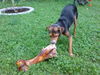 Zwergpinscher Hund