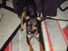 Zwergpinscher Hund